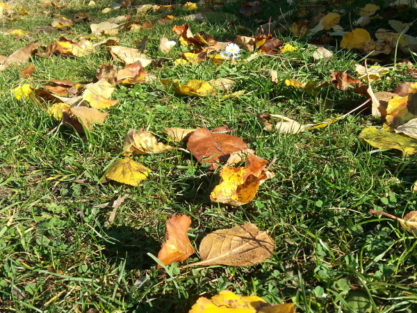 Herbstlaub