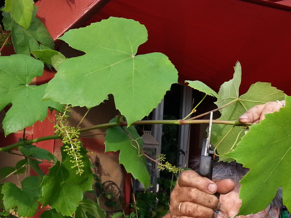 Weinrebenschnitt im Sommer