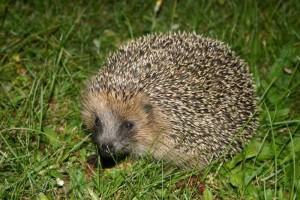 Igel